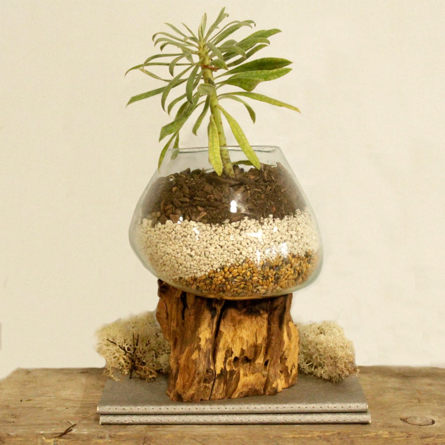 Photo 6 of Molten Glass On Wood - Large Bowl Luxury Decor Premium Editi featuring authentic premium craftsmanship.